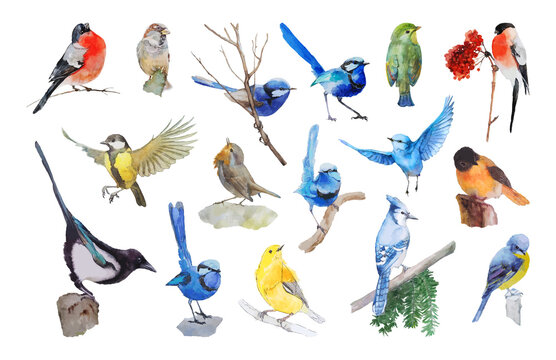 Set of Watercolor Birds