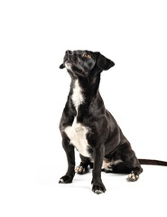 small black dog, mixed breed canine looking curious isolated white background