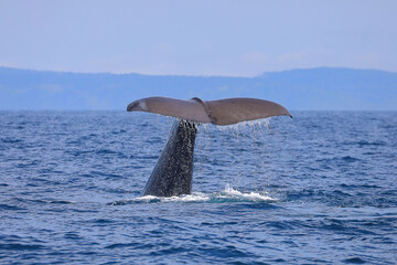 【北海道】羅臼沖のマッコウクジラ