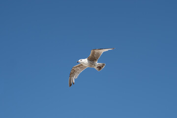 Frei wie die Möwe im Wind