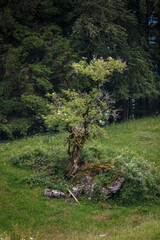Very old small tree in autumn
