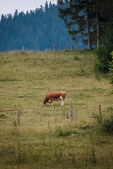 Fototapeta premium Cow enjoying the autumn cold