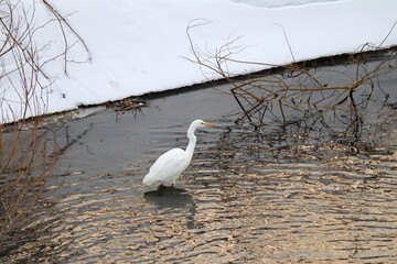 川で餌を探すシラサギ