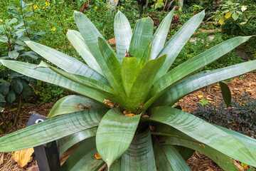 Obraz premium Imperial bromeliad (Alcantarea imperialis), endemic to Brazil - Florida, USA