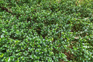 Fototapeta premium Natal plum (Carissa macrocarpa), native to Africa - Florida, USA