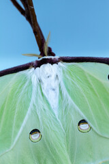 Close up of the bright green wing of a luna moth Actias luna