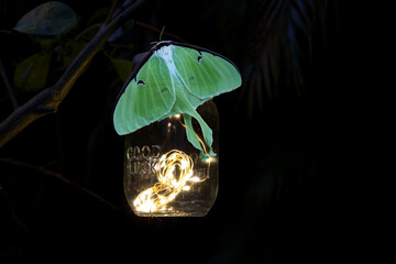 Perched on a glowing solar mason jar light is a Female bring green luna moth Actias luna - obrazy, fototapety, plakaty