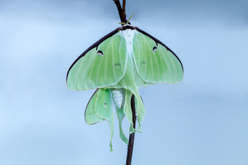 Pair of male and Female bright green luna moth Actias luna