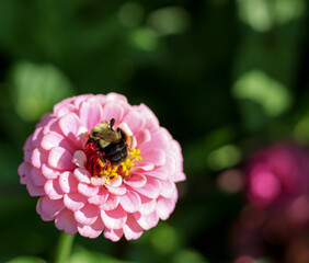 A bumble bee gathering pollen and nectar from a bright, pink zinnia sporting yellow florets at it's center. 