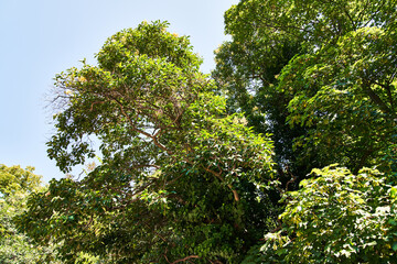 Beautiful tree outdoor image