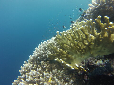 Coralli in Mar rosso