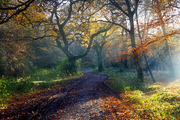 A scenic shot of a trail road in the middle of the Epping Forest in United Kingdom