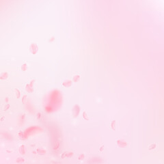 Fototapeta na wymiar Sakura petals falling down. Romantic pink flowers corner. Flying petals on pink square background. Love, romance concept. Attractive wedding invitation.