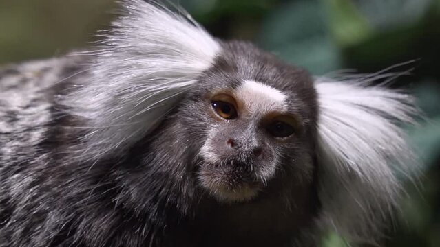Portrait of  Funny Common marmoset  close up