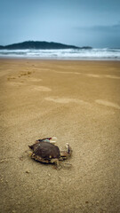 Cangrejo en la playa