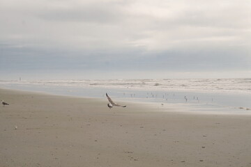 Seagul Taking Off from Beach Full of Terns, Surf and Sky