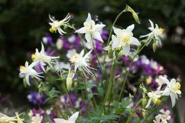 White Aquilegia flowers, beautiful spring flowers bloom, background. In the background, a white and lilac Aquilegia