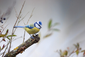 Eine Blaumeise im Winter.
