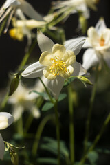Naklejka na ściany i meble White Aquilegia vulgaris flowers, columbine (European crowfoot and granny's bonnet). beautiful spring flowers bloom, background