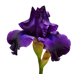 Fototapeta na wymiar Dark blue iris flower isolated on white background. Summer. Spring. Flat lay, top view. Floral pattern. Love. Valentine's Day