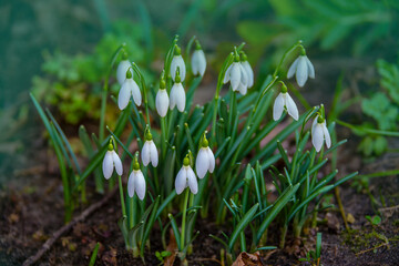 White snowdrops (Galanthus nivalis) close-up on blurry background with copy space. In the forest snowdrops are in bloom in the spring.