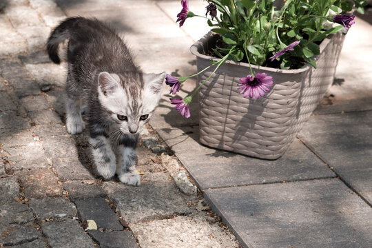 Fototapeta Kociak - kitten