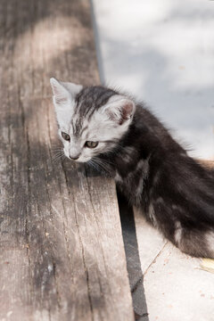 Fototapeta Kociak - kitten