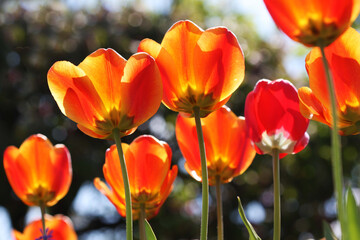 Tulipani: esplosione di colori