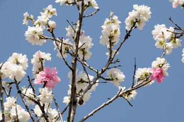 白とピンクの花　花桃