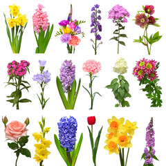Collection beautiful flowers assorted hyacinth; hydrangea, rose, chrysanthemum, phlox, tulip, freesia, hellebore, carnation, delphinium, gladiolus, lily, daffodil isolated on white background