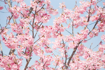 ハイキー調に写した河津桜	