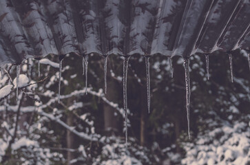 Small icicles from the roof