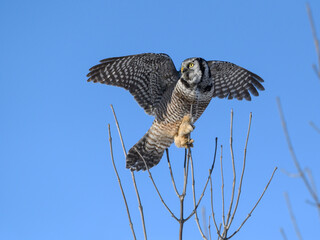 Northern Hawk Owl with Open Wings Perched on Top of the Tree on Blue Sky