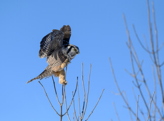 Northern Hawk Owl with Open Wings Perched on Top of the Tree on Blue Sky