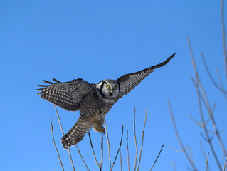 Fototapeta premium Northern Hawk Owl with Open Wings Perched on Top of the Tree on Blue Sky