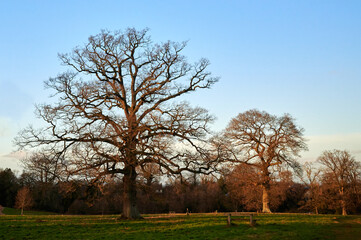 Fototapeta na wymiar three trees in winter in park in winter under low sun at golden hour