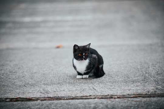 Small bicolor beautiful cat sits still and looks at the camera. Photo of a street cat with copy space