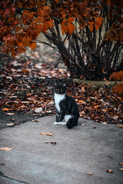 Outdoor cat photography, autumn vertical wallpaper with copy space