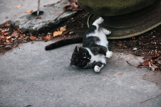 Cat rolls on the ground, showing her white belly and raising her four paws up. Cute relaxed cat looks at the camera