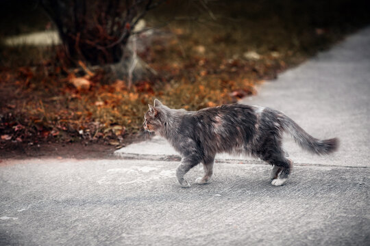 Fluffy street cat strolls purposefully down the street and stalks his prey