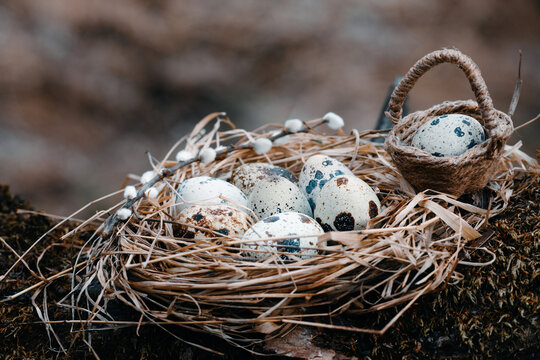 Nest with quail eggs and willow trees, Easter basket with a single egg, blurred background