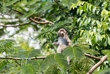 Long tailed macaque sucking thumb