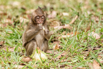 Young macaque eating lotus seeds