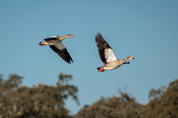 Egyptian goose (Alopochen aegyptiaca). Birds in its natural environment. © Eduardo Estellez