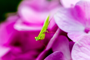 A green mantis sticking out of flowers