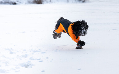 A black labradoodle dog in an orange protector cover is running in fresh white powder snow