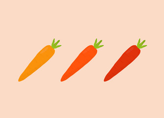 Carrots made of yellow, orange, red color raw to ripe isolated vector illustration
