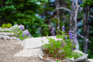 Des fleurs violettes sur des rochers