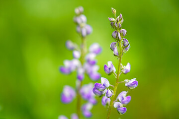 Des fleurs mauves