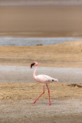 Lesser Flamingo, Walvis Bay, Namibia